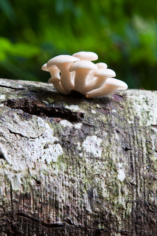 Mushrooms On Fallen Log